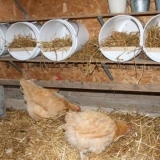 Šta je najbolje napraviti podove u kokošinjcu